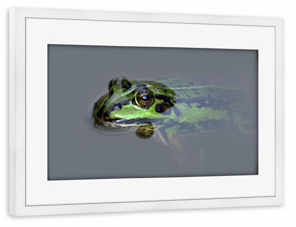 Poster mit Rahmen weiß "Green Frog" artboxONE - Natur,Tiere - Frosch,Teichfrosch,Grün,Amphibien,Tier,Animal,Natur,Nature,Frog,Amphibie