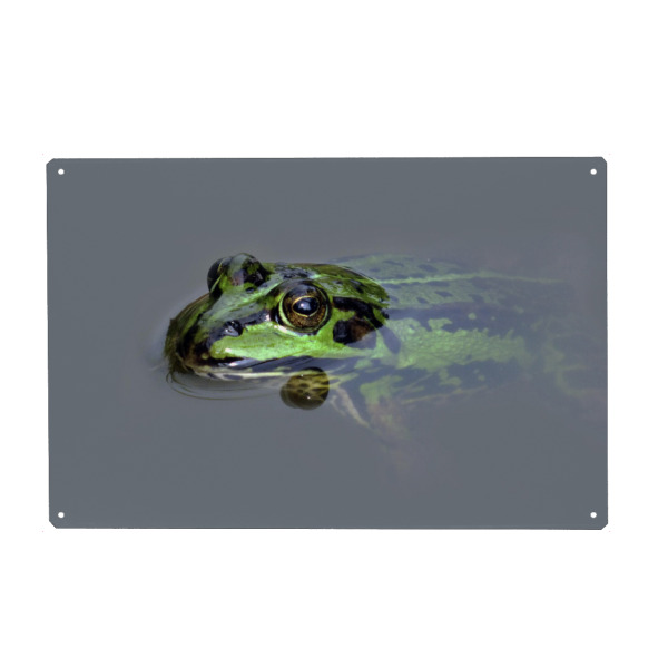 Metall Poster "Green Frog" artboxONE - Natur,Tiere - Frosch,Teichfrosch,Grün,Amphibien,Tier,Animal,Natur,Nature,Frog,Amphibie - Blechschild