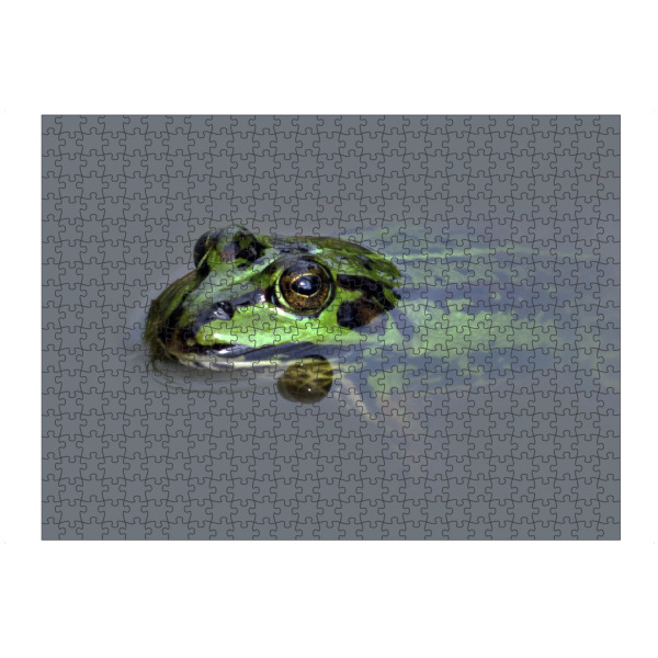 Puzzle Ravensburger "Green Frog" artboxONE - Natur,Tiere - Frosch,Teichfrosch,Grün,Amphibien,Tier,Animal,Natur,Nature,Frog,Amphibie - Bild frosch