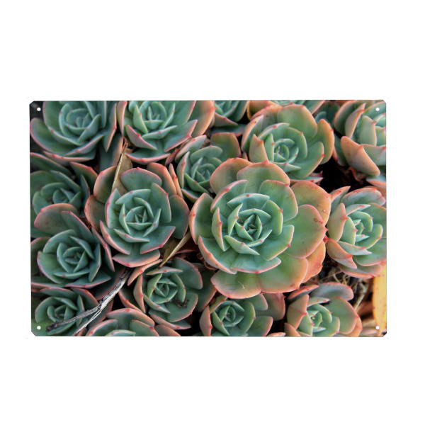 Holzbild "Sukkulenten türkis" artboxONE - Natur - Rosa,Türkis,Grünpflanze,Blumen,Sukkulenten,Kakteen,Plant,Pflanze,Nature,Natur,Botanical,Botanisch