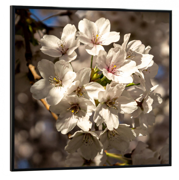 Poster mit schwarzem Rahmen 30x30 cm "Kirschblüte" artboxONE - Natur,Floral