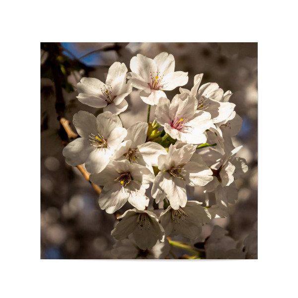 Poster 20x20 cm "Kirschblüte" artboxONE - Natur,Floral