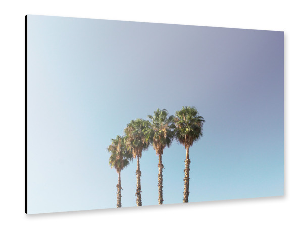 Alu-Dibond "Vier Palmen blau/weiß/lila" 30x20 cm artboxONE
