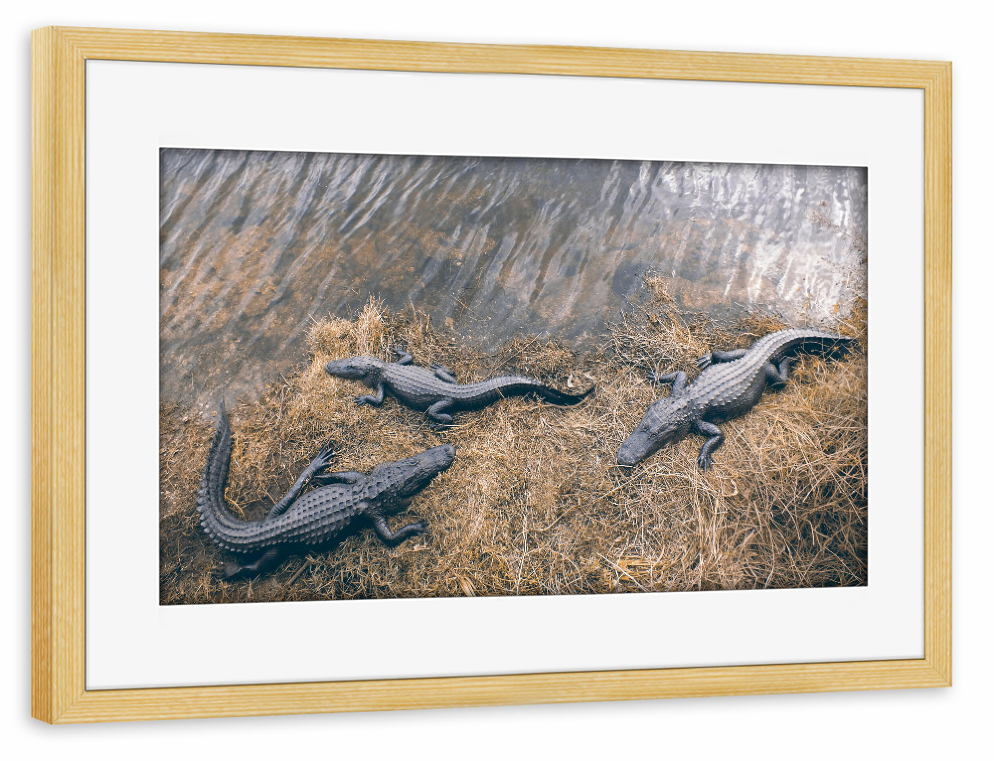 Poster mit Rahmen kiefer "Three Gators" artboxONE - Natur,Reise,Tiere,Reise / Länder