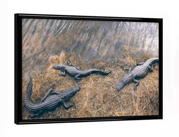 Poster mit schwarzem Rahmen "Three Gators" artboxONE - Natur,Reise,Tiere,Reise / Länder