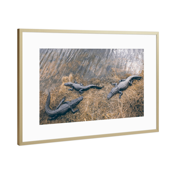 Poster mit Rahmen Gold "Three Gators" artboxONE - Natur,Reise,Tiere,Reise / Länder