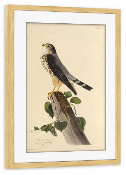 Poster mit Rahmen kiefer "Der Merlin" artboxONE - Natur,Tiere