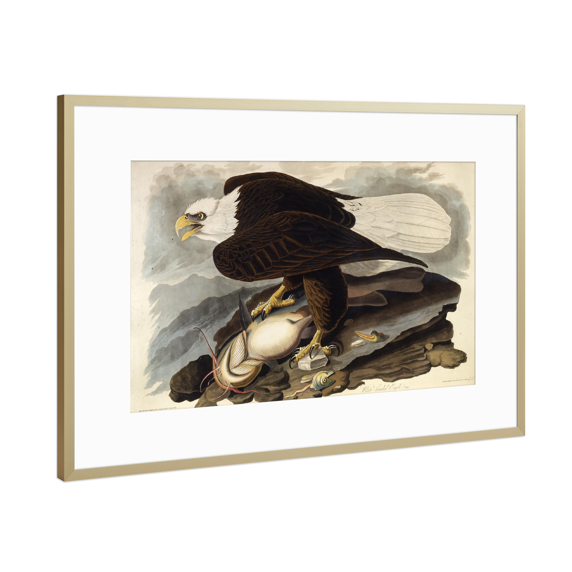 Poster mit Rahmen Gold "Der Weißkopfseeadler" artboxONE - Natur,Tiere