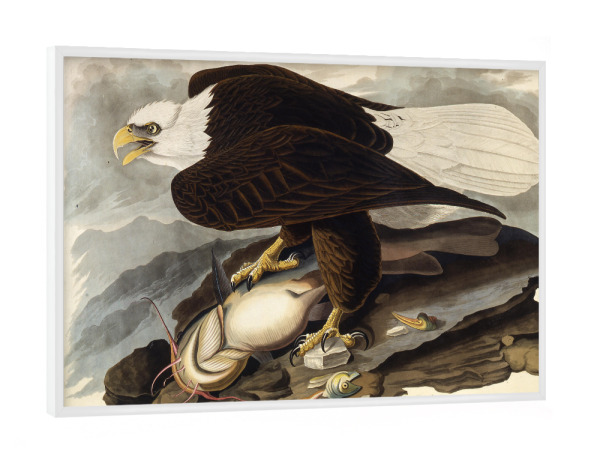 Poster mit weißem Rahmen "Der Weißkopfseeadler" artboxONE - Natur,Tiere