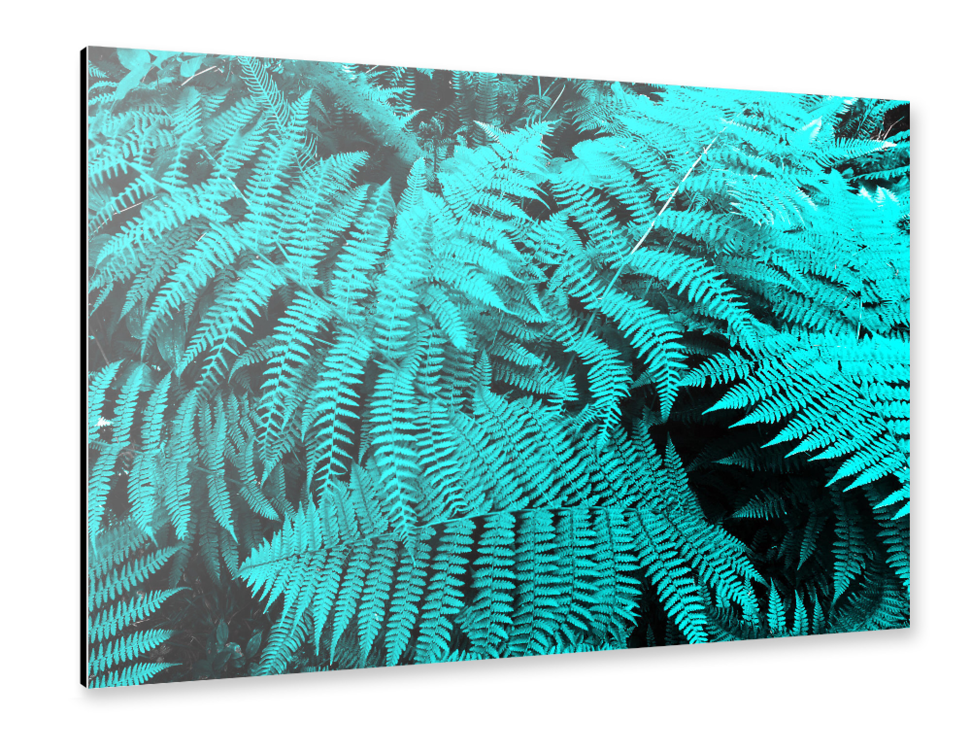 Alu-Dibond "Cyan Fern" 75x50 cm artboxONE