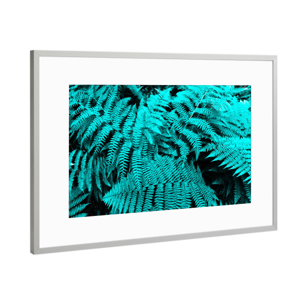Poster mit Rahmen Silber "Cyan Fern" artboxONE - Natur,Floral - Turquoise,Türkis,Farn,Wald,Forest,Flora,Floral,Natur,Nature,Plant,Pflanze