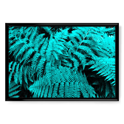 Cyan Fern