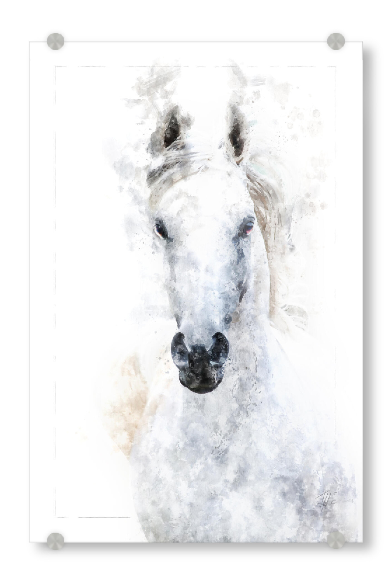 Acrylglasbild "Weisses Pferd" artboxONE - Natur,Tiere