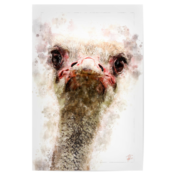 Poster 30x20 cm "Vogel Strauß Porträt" artboxONE - Natur,Tiere,Reise / Afrika