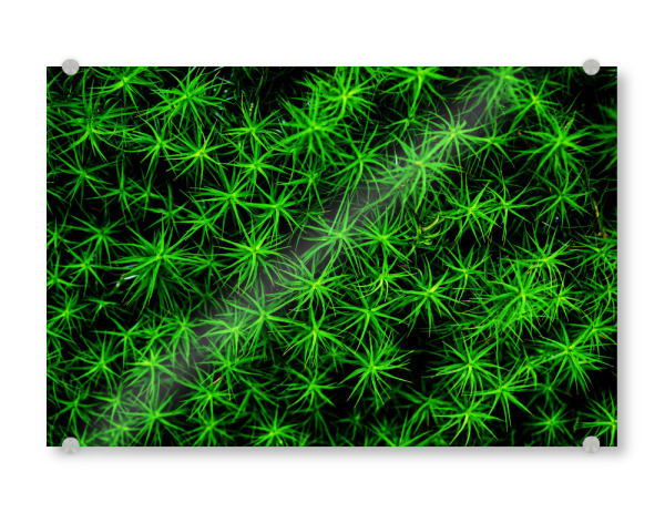 Acrylglasbild "Moos Muster" artboxONE - Natur,Abstrakt