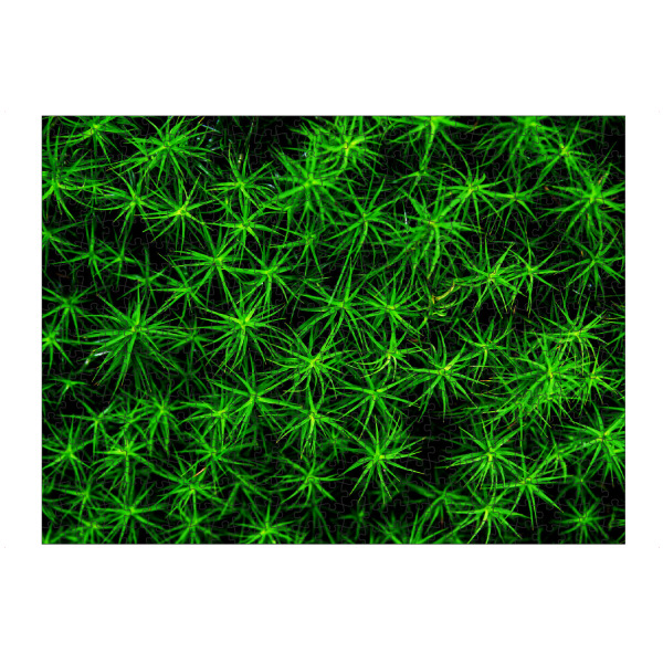 artboxONE Puzzle "Moos Muster" artboxONE - Natur,Abstrakt