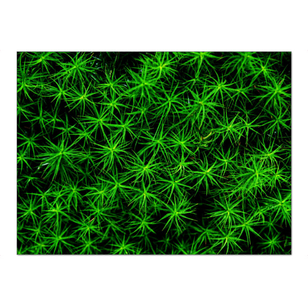 Puzzle Ravensburger "Moos Muster" artboxONE - Natur,Abstrakt