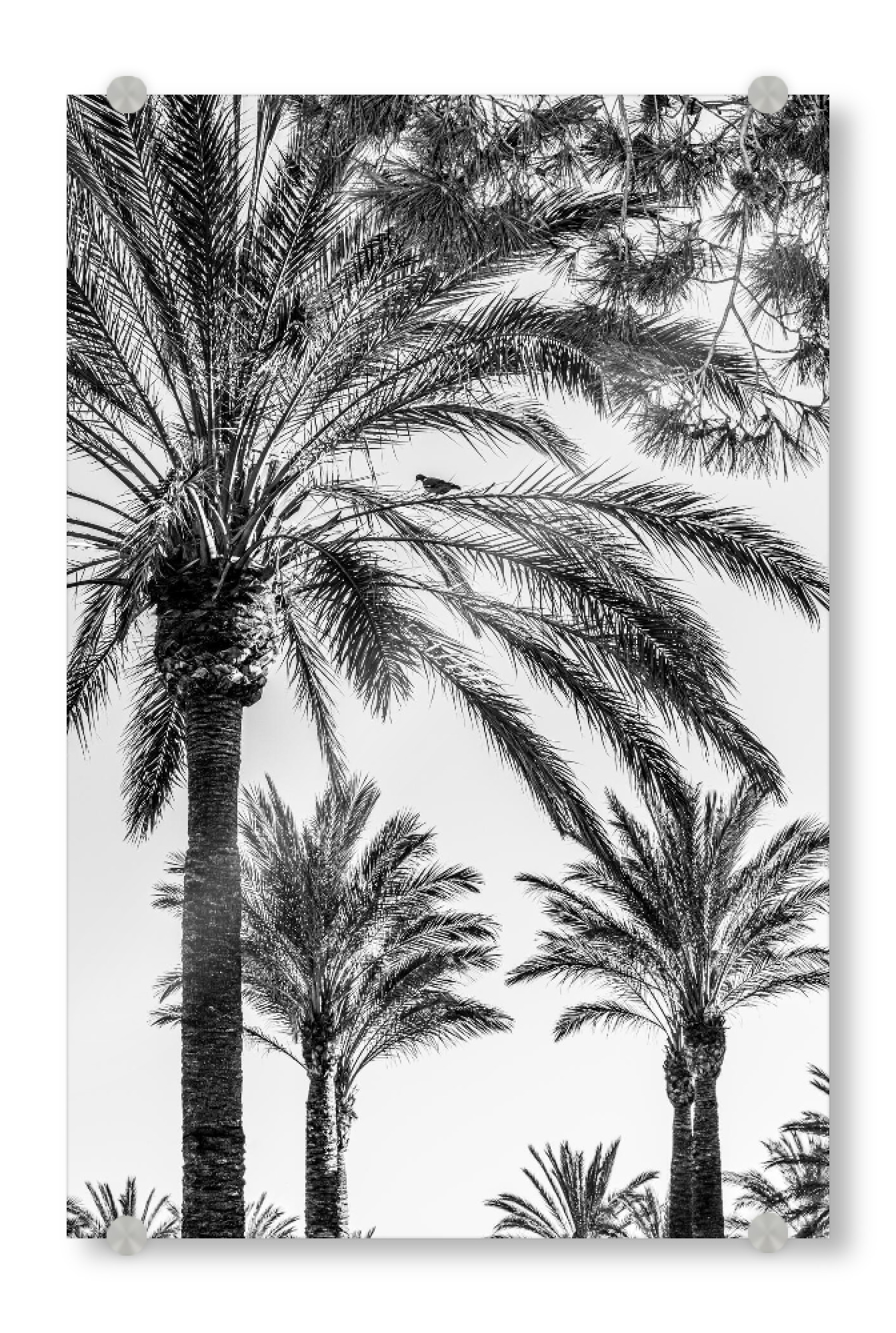 Acrylglasbild "Palmengarten I" artboxONE - Natur,Schwarzweiß,Reise / Strand und Meer