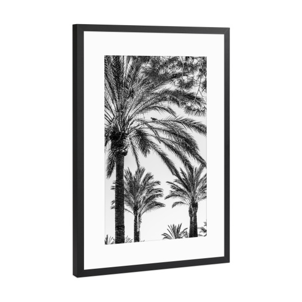 Poster mit Rahmen Schwarz (Metallic) "Palmengarten I" artboxONE - Natur,Schwarzweiß,Reise / Strand und Meer