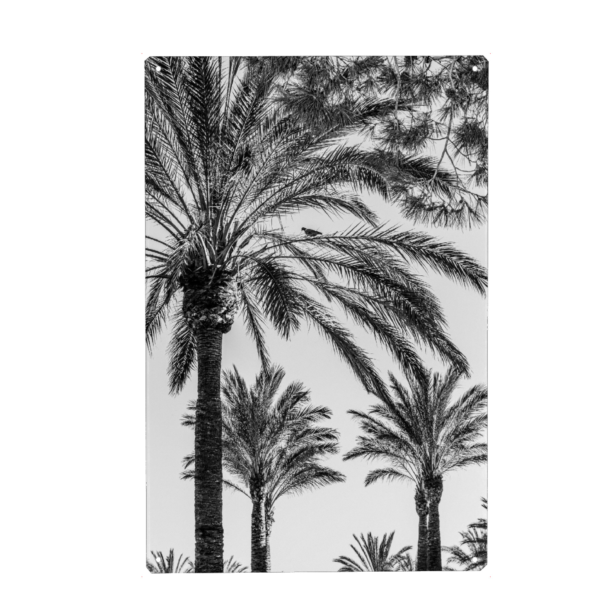 Metall Poster "Palmengarten I" artboxONE - Natur,Schwarzweiß,Reise / Strand und Meer