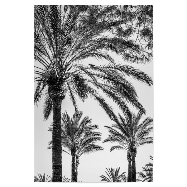 Poster "Palmengarten I" artboxONE - Natur,Schwarzweiß,Reise / Strand und Meer