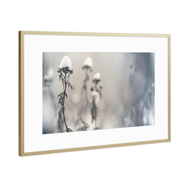 Poster mit Rahmen Gold "Schneehüte" artboxONE - Natur,Floral