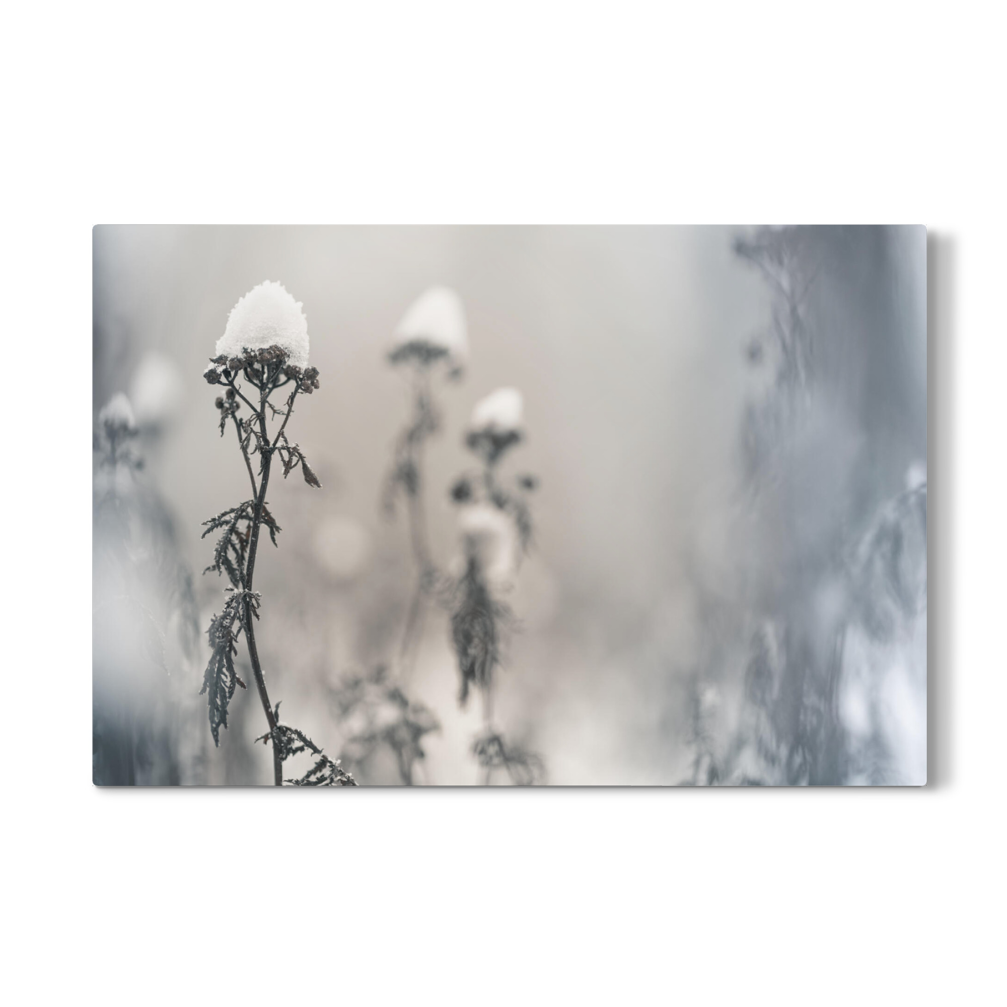 Galerie-Print "Schneehüte" 75x50 cm artboxONE