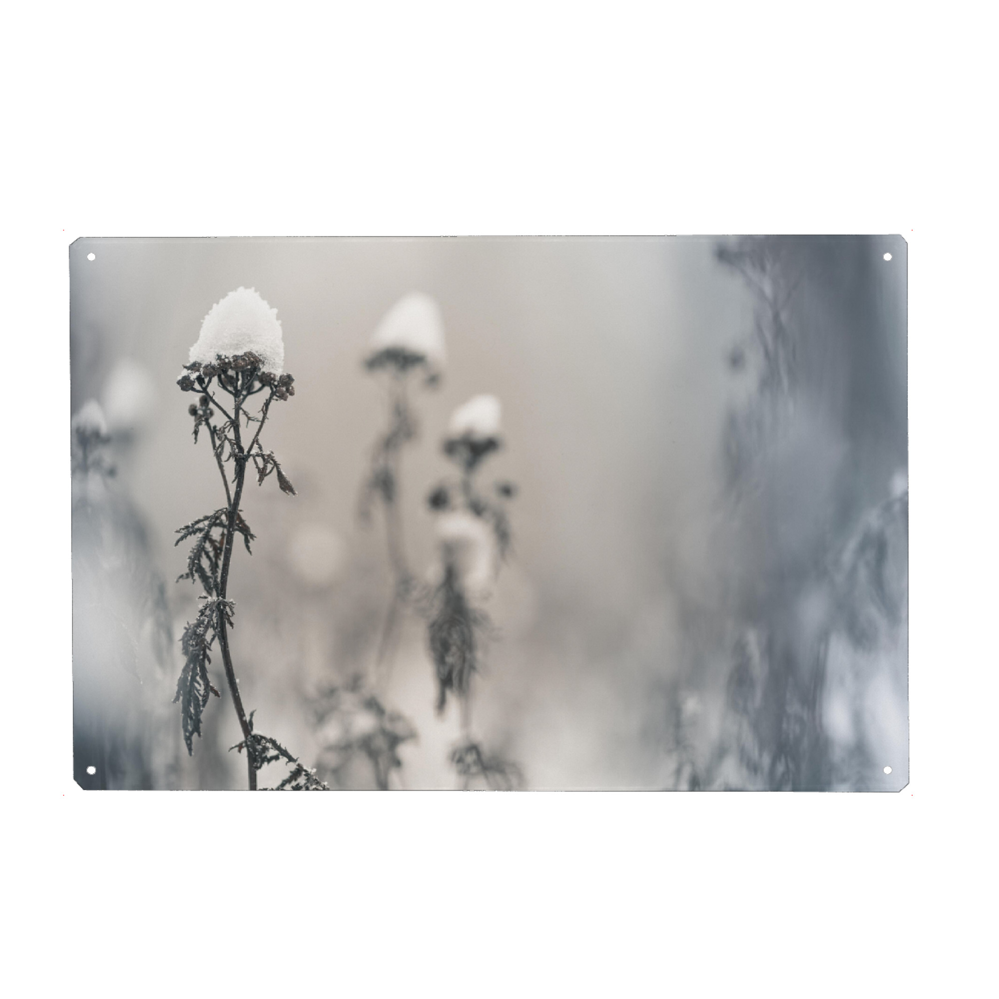 Metall Poster "Schneehüte" artboxONE - Natur,Floral