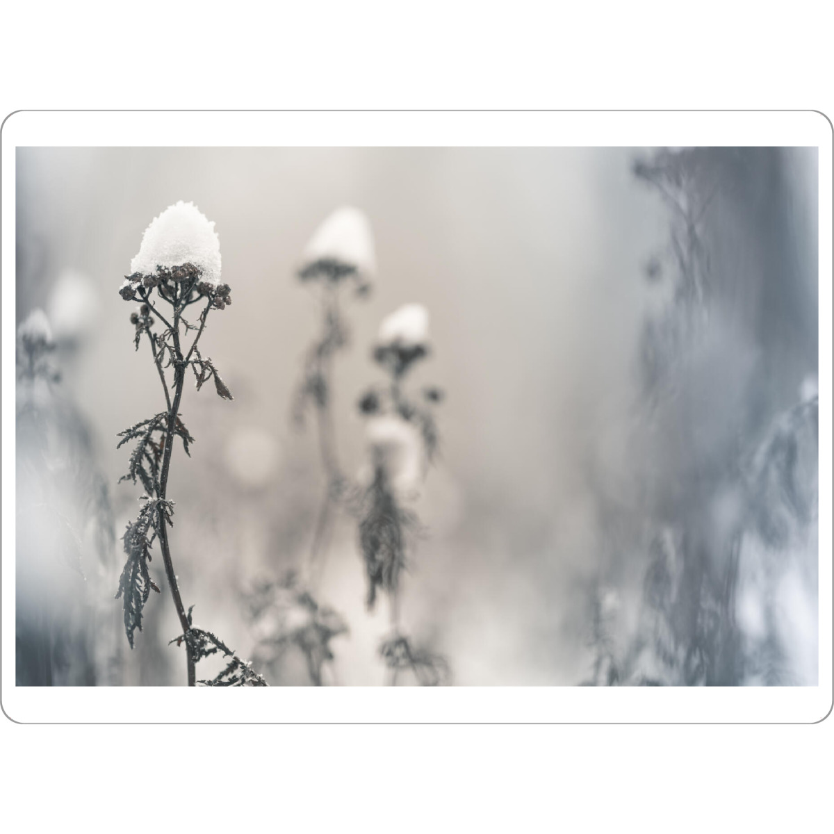 Tischset "Schneehüte" artboxONE - Natur,Floral
