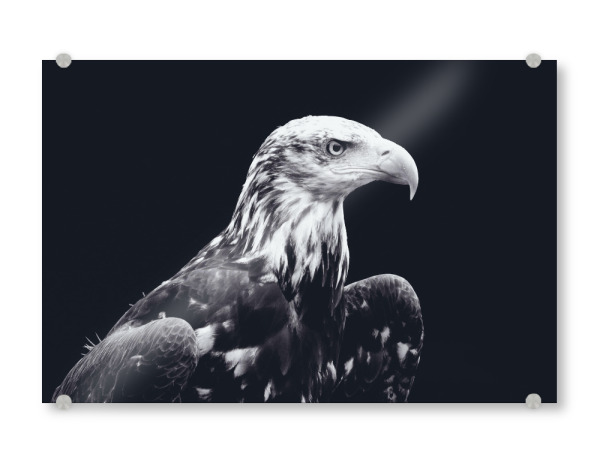 Acrylglasbild "Bald Eagle Black and White" artboxONE - Tiere,Schwarzweiß