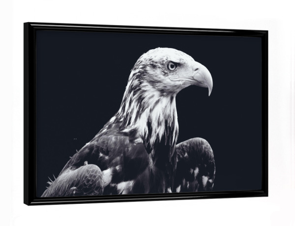 Poster mit schwarzem Rahmen "Bald Eagle Black and White" artboxONE - Tiere,Schwarzweiß