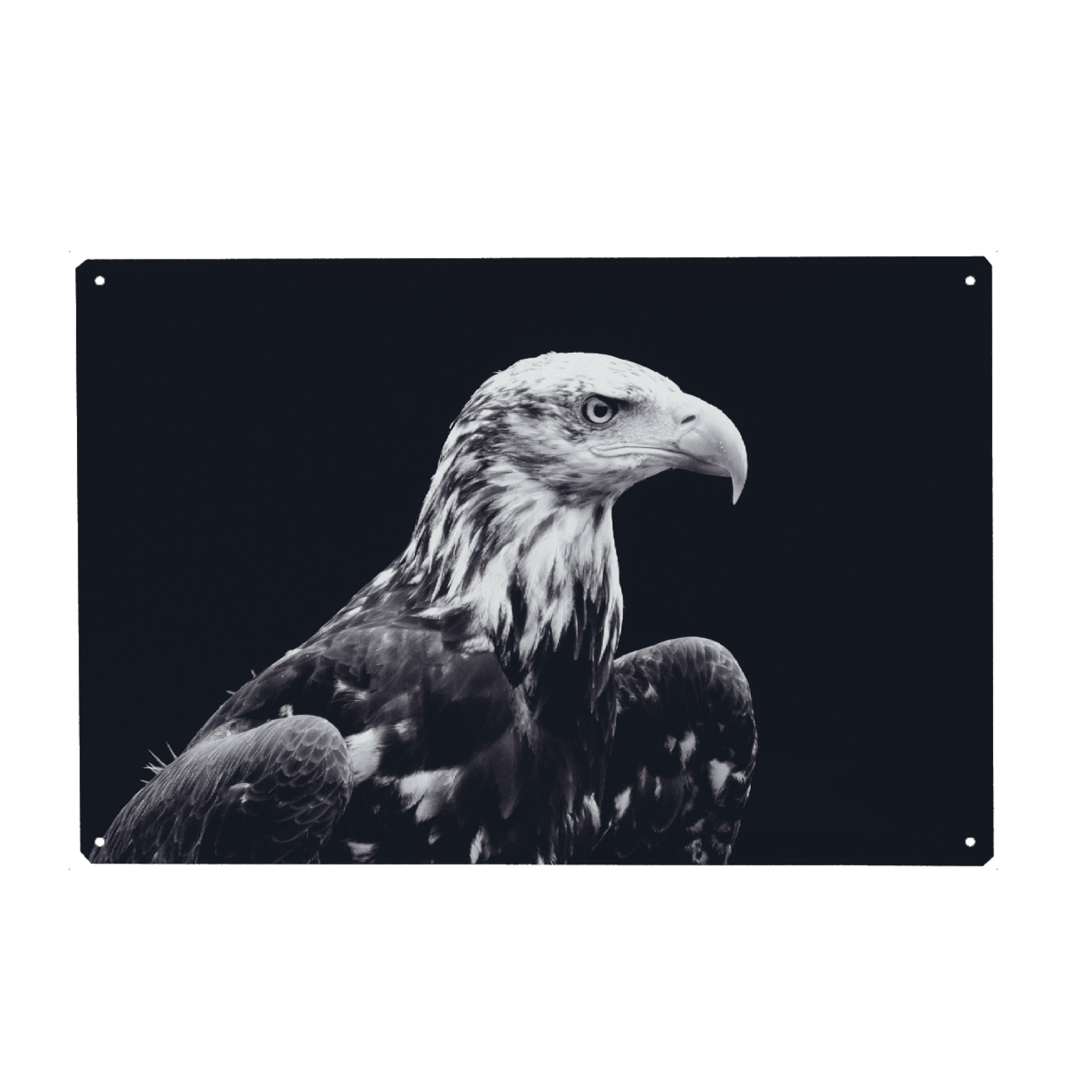 Metall Poster "Bald Eagle Black and White" artboxONE - Tiere,Schwarzweiß