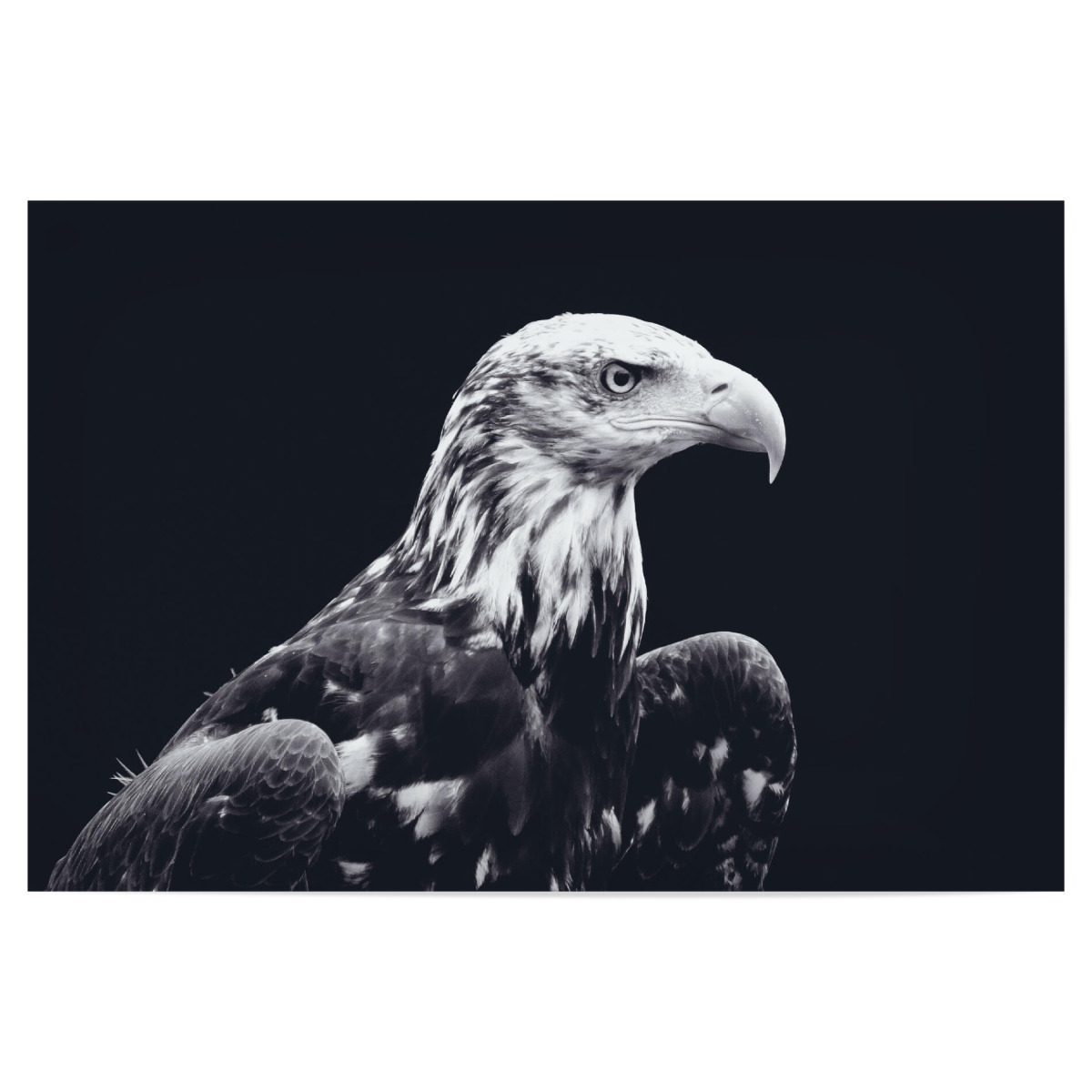 Bald Eagle Black And White Als Poster Bei Artboxone Kaufen