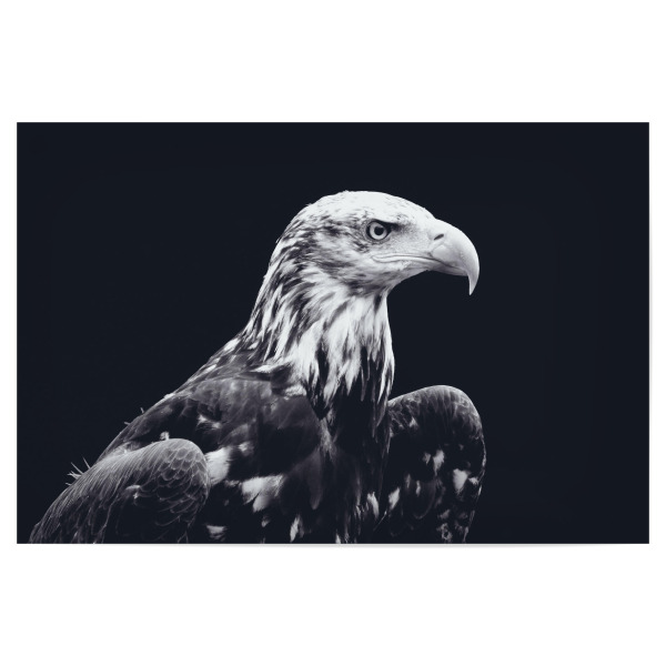 Poster 30x20 cm "Bald Eagle Black and White" artboxONE - Tiere,Schwarzweiß