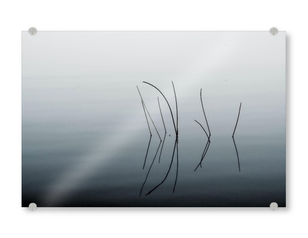 Acrylglasbild "Schilfhalme im Wasser" artboxONE - Natur