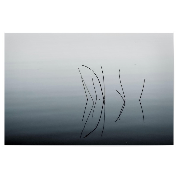 Poster "Schilfhalme im Wasser" artboxONE - Natur