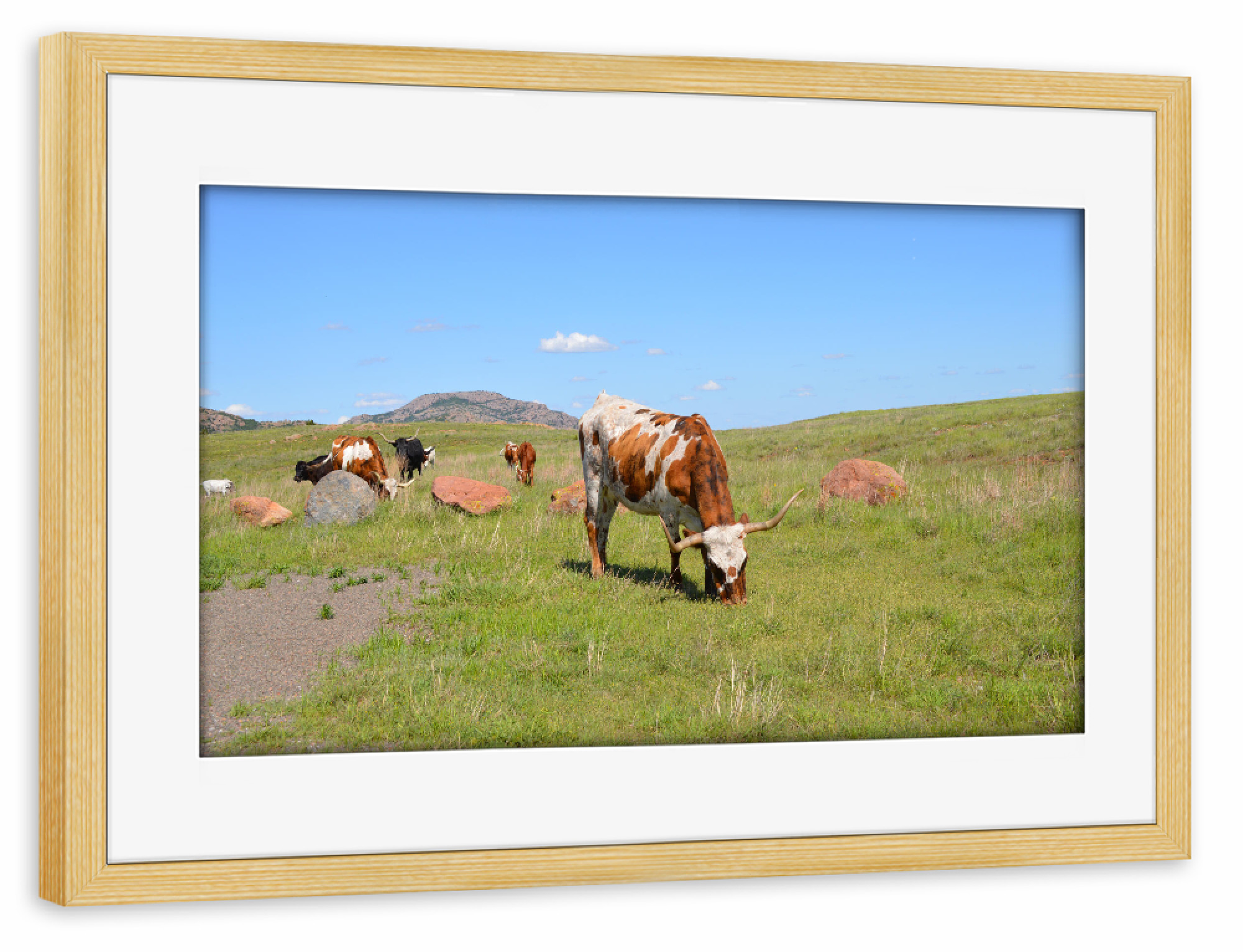 Poster mit Rahmen kiefer "Texas Longhorn Cattle" artboxONE - Reise,Tiere,Reise / Länder