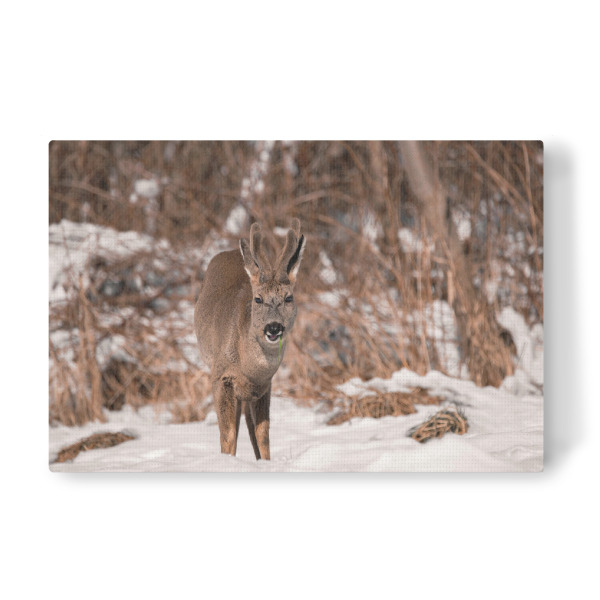 Leinwandbild "Hungry Wild" artboxONE - Natur,Tiere