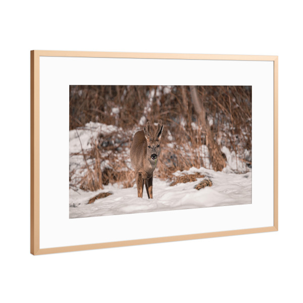 Poster mit Rahmen Kupfer "Hungry Wild" artboxONE - Natur,Tiere