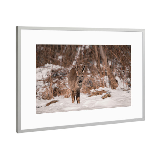 Poster mit Rahmen Silber "Hungry Wild" artboxONE - Natur,Tiere