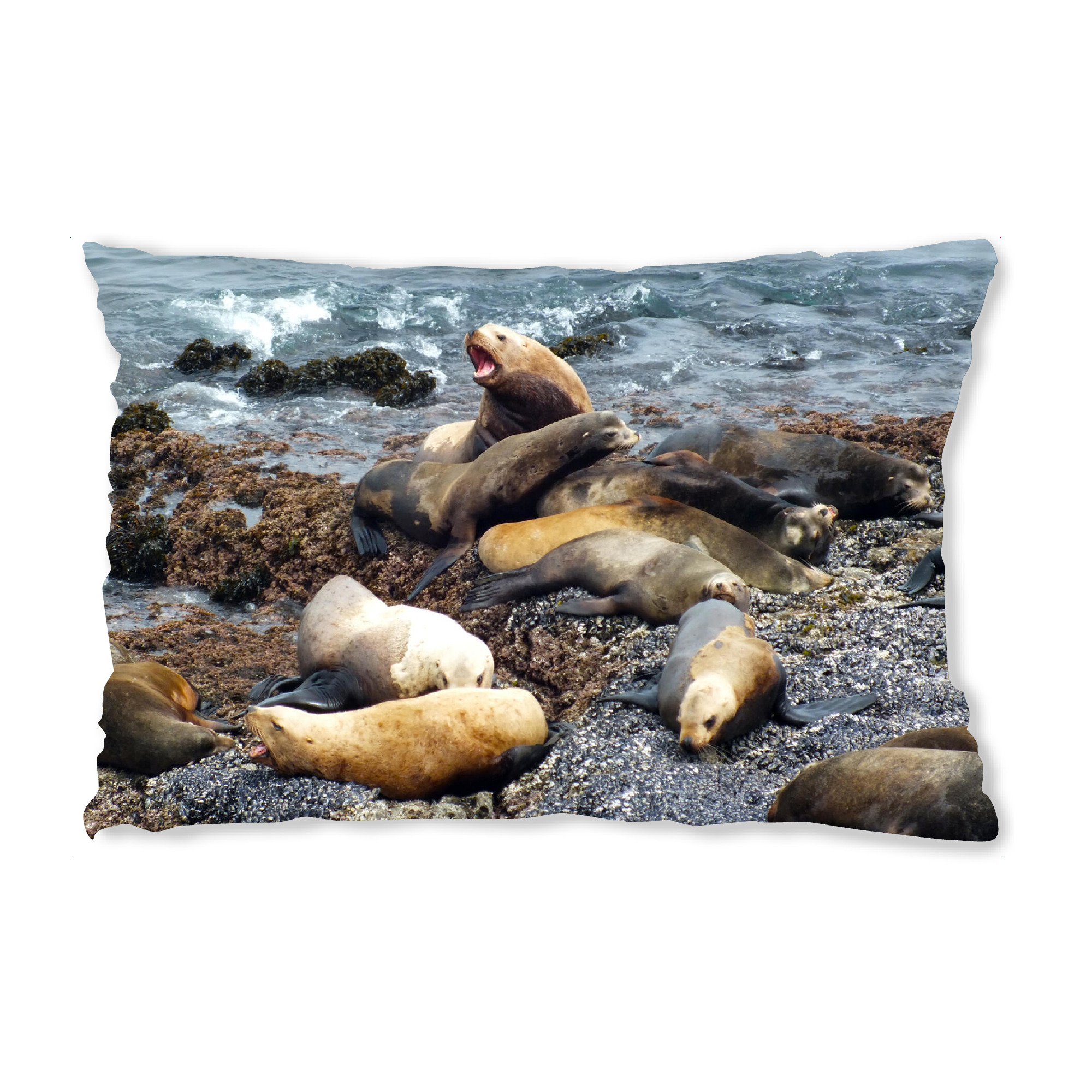 Design-Kissen "Stellar Sealions" artboxONE - Natur,Reise,Tiere,Reise / Strand und Meer,Reise / Länder