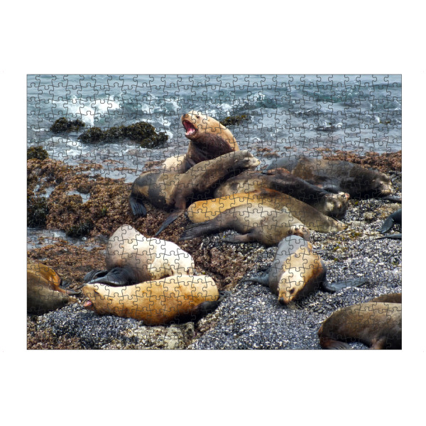 artboxONE Puzzle "Stellar Sealions" artboxONE - Natur,Reise,Tiere,Reise / Strand und Meer,Reise / Länder