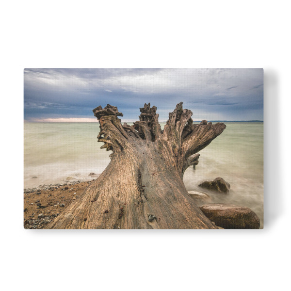 Leinwandbild "Baumstamm am Meer" artboxONE - Natur,Reise,Reise / Strand und Meer