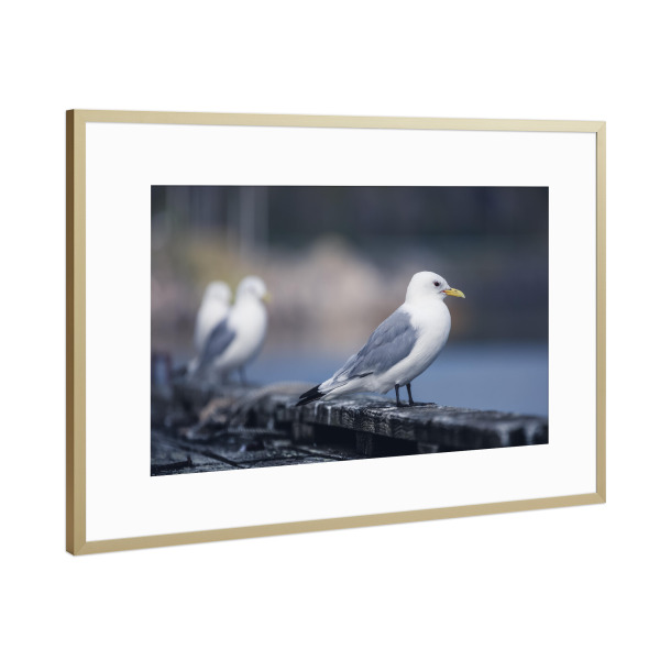Poster mit Rahmen Gold "Dreizehenmöwe" artboxONE - Natur,Tiere - Möwe,Vogel,Vögel,Kai,Küste,Lofoten,Norwegen,Skandinavien,Norway,Tier,Animal,Bird,Gull