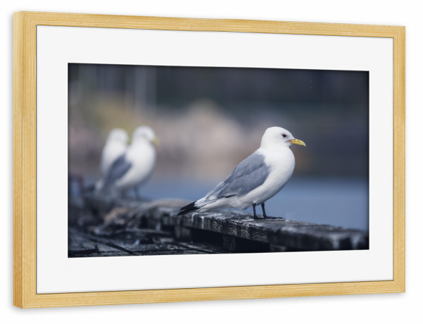 Poster mit Rahmen kiefer "Dreizehenmöwe" artboxONE - Natur,Tiere