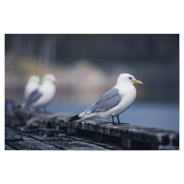 Poster 30x20 cm "Dreizehenmöwe" artboxONE - Natur,Tiere - Möwe,Vogel,Vögel,Kai,Küste,Lofoten,Norwegen,Skandinavien,Norway,Tier,Animal,Bird,Gull