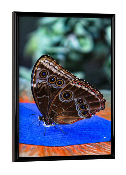 Poster mit schwarzem Rahmen "Morphofalter" artboxONE - Natur,Tiere