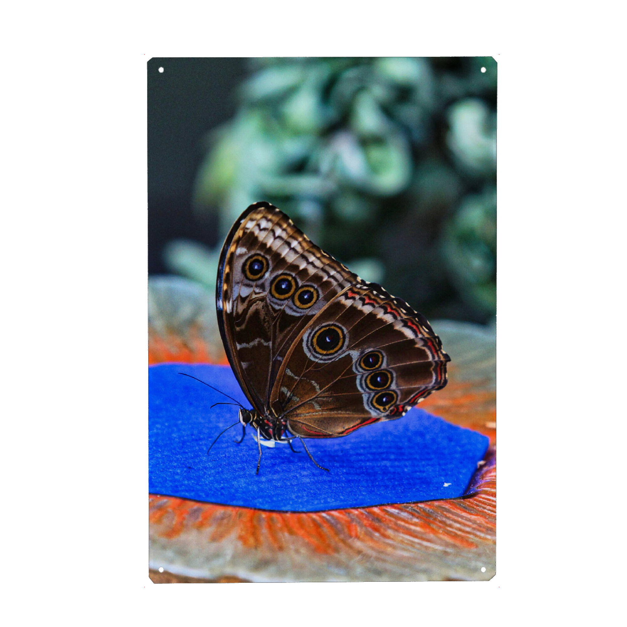 Holzbild "Morphofalter" artboxONE - Natur,Tiere