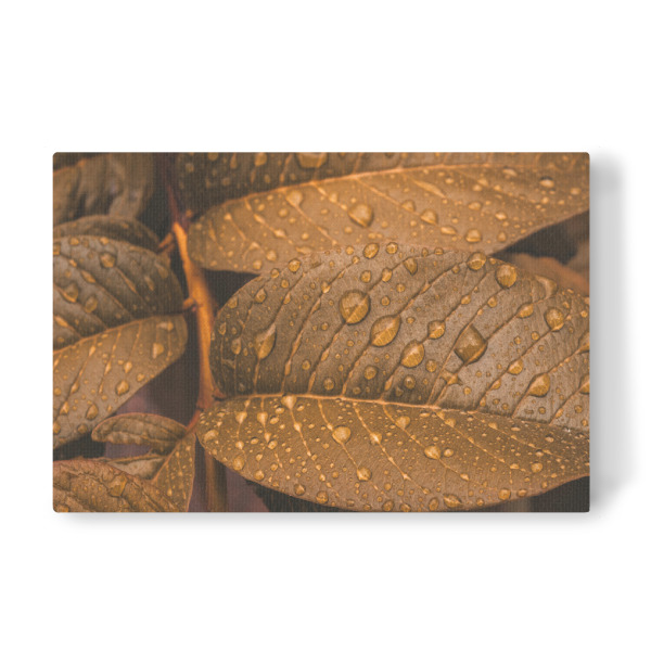 Leinwandbild "Golden Drops" artboxONE - Natur - Foliage,Leaves,Rain,Close,Details,Blätter,Natur,Nature,Closeup,Nahaufnahme,Regen,Tropfen,Drops