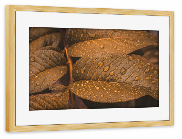 Poster mit Rahmen kiefer "Golden Drops" artboxONE - Natur